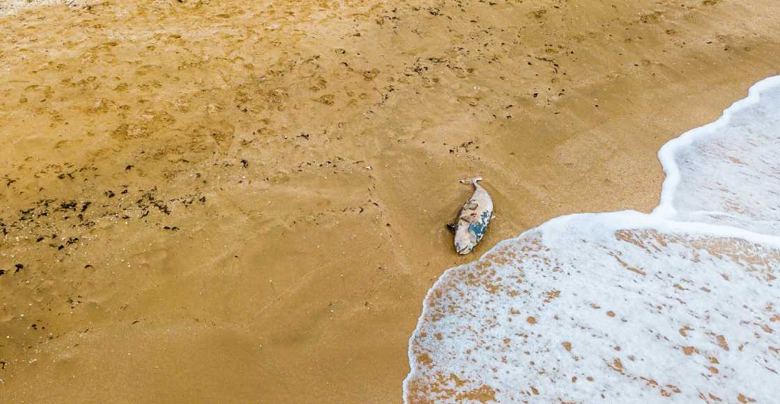 Aparece en playa de Oaxaca un delfin asfixiado por culpa de un pañal