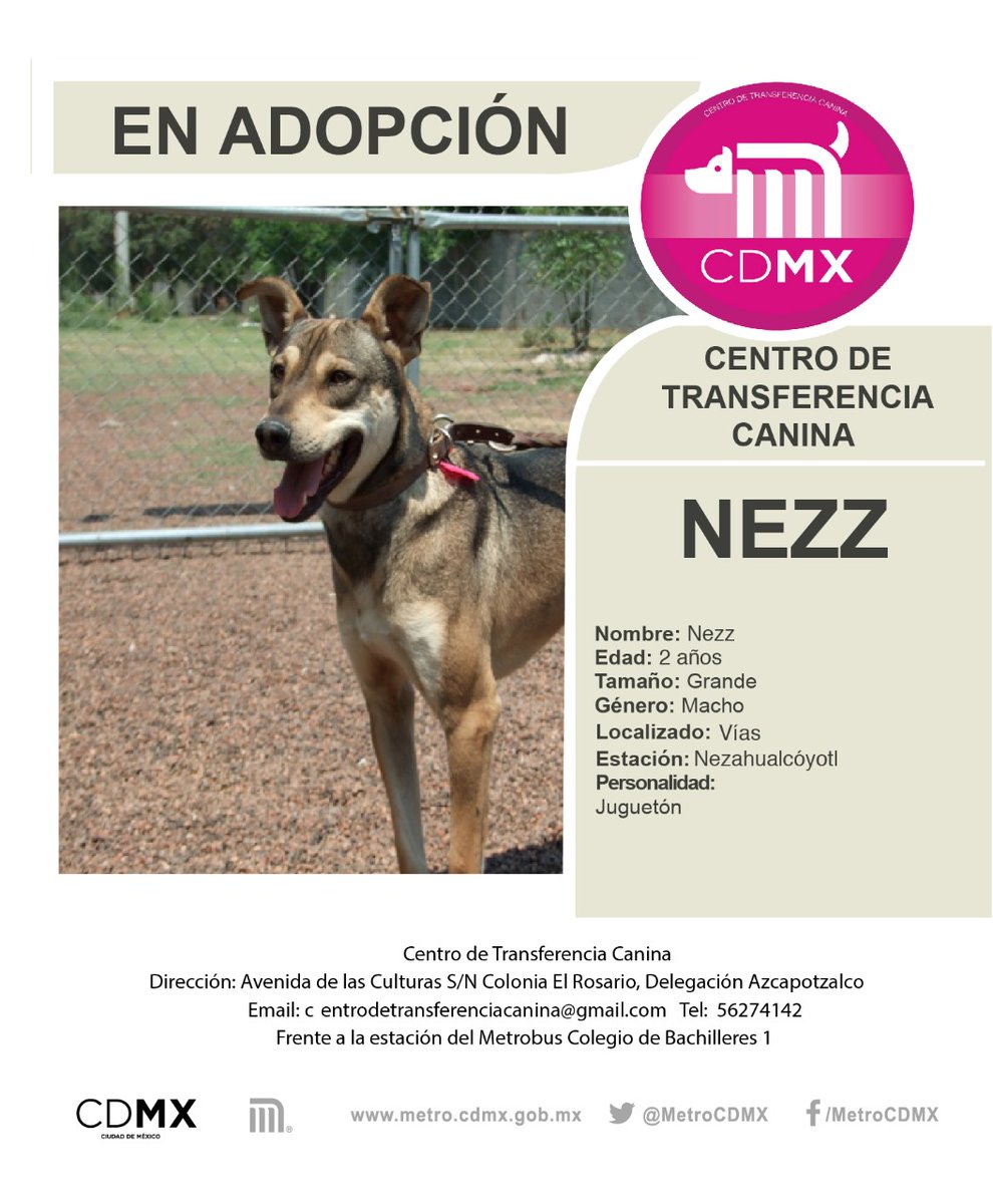 ¿Quieres adoptar un perrito? ¡Lánzate a esta feria en la Glorieta de Insurgentes!