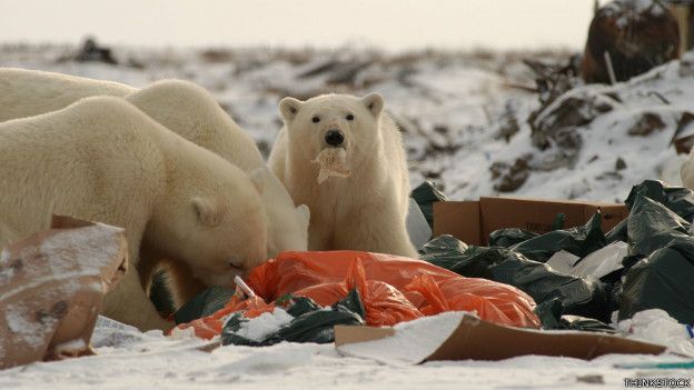 Animales están muriendo por comer basura, ¿qué tiene que pasar?