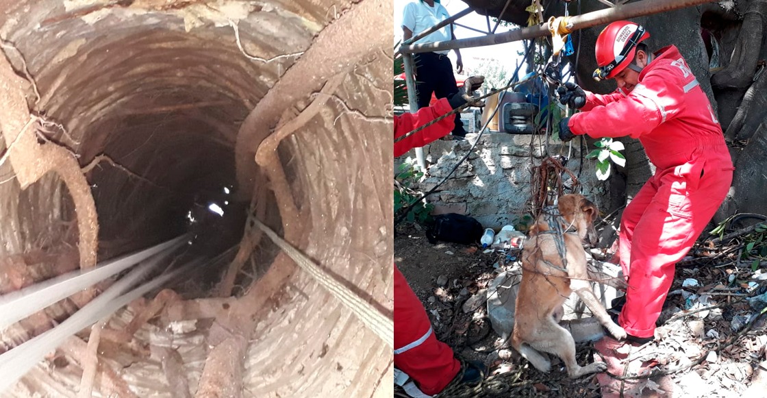 ¡Héroes! Bomberos rescatan a un perrito que cayó a un pozo en Oaxaca
