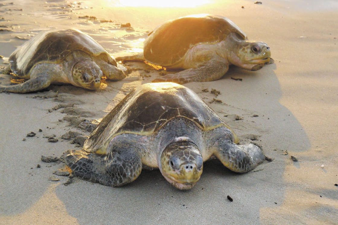 Cientos de tortugas están muriendo en Chiapas y nadie sabe por qué