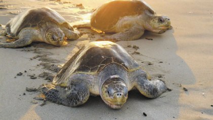 Cientos de tortugas están muriendo en Chiapas y nadie sabe por qué
