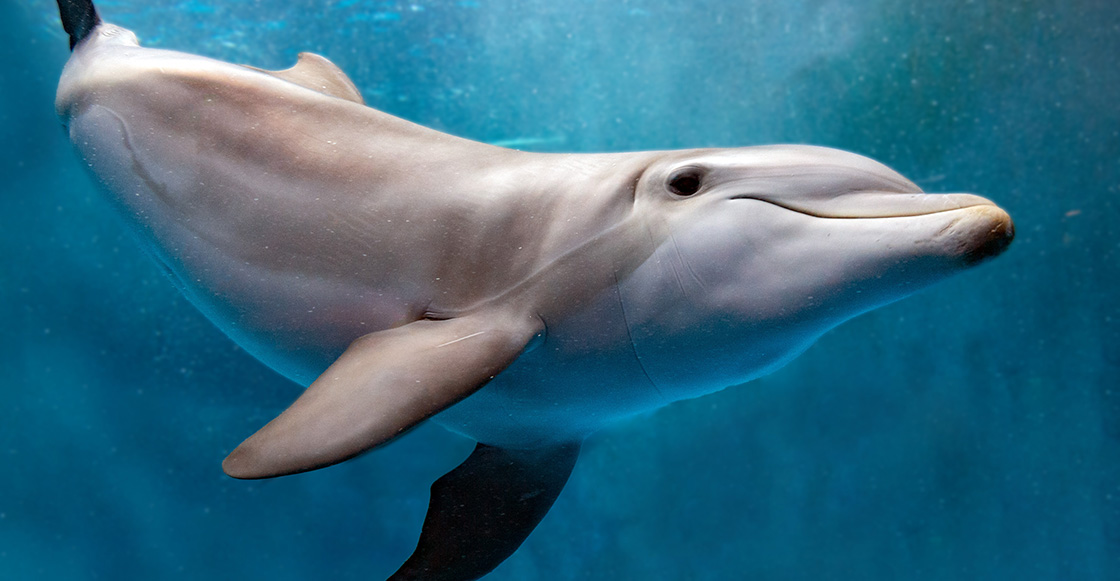 Zafar, el delfín que 'acosa sexualmente' a los turistas en una playa de Francia