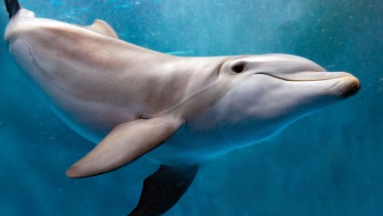 Zafar, el delfín que 'acosa sexualmente' a los turistas en una playa de Francia