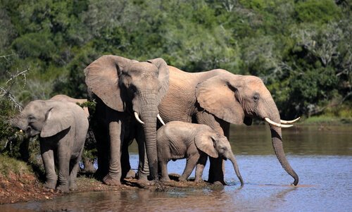 Matan a casi un centenar de elefantes en África
