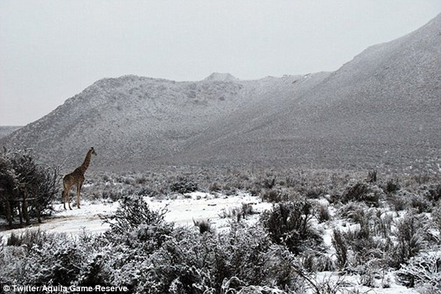 elefantes-jirafas-nieve-sudafrica-fotos