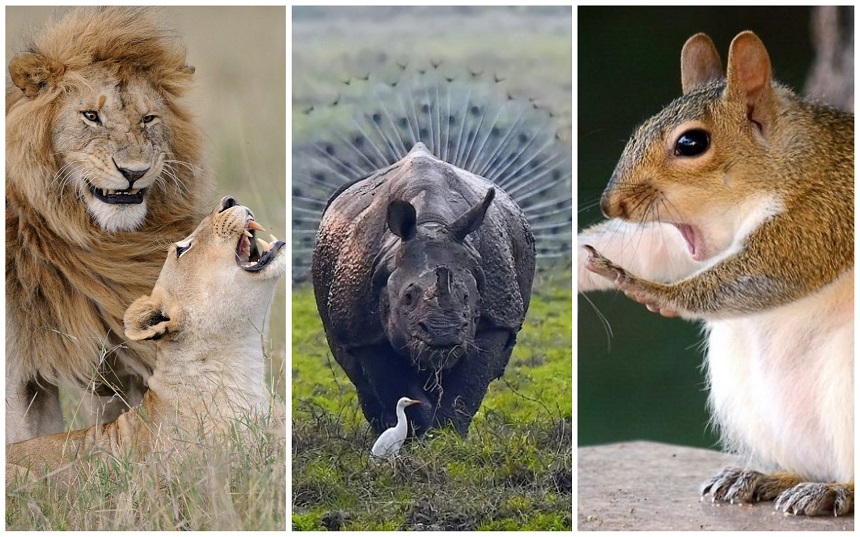Fotografías que muestran el lado divertido de la vida salvaje