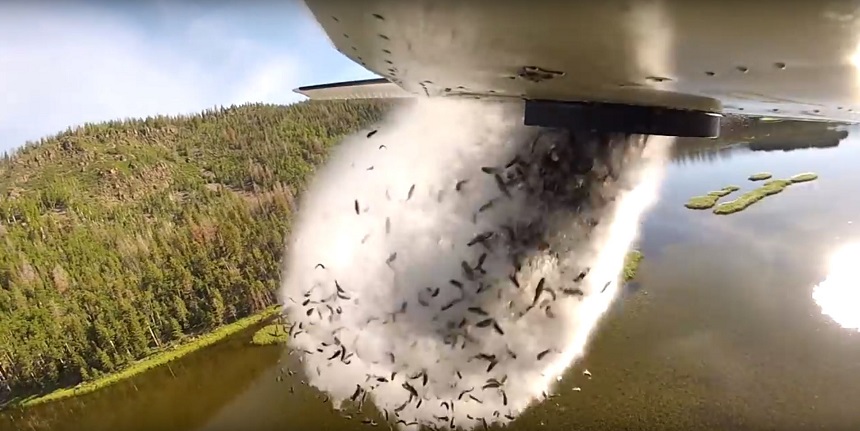 Aviones disparando peces en los lagos de Utah