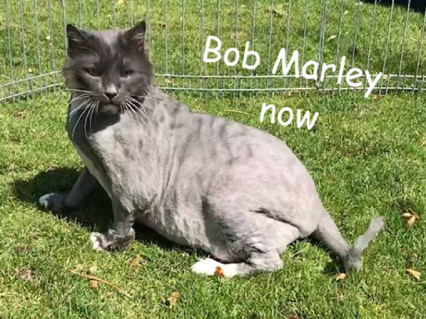 Bob Marley – Gato lanudo abandonado