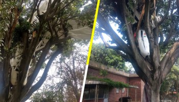 Cayó una avioneta sobre un árbol en Rancho Tetela, Cuernavaca