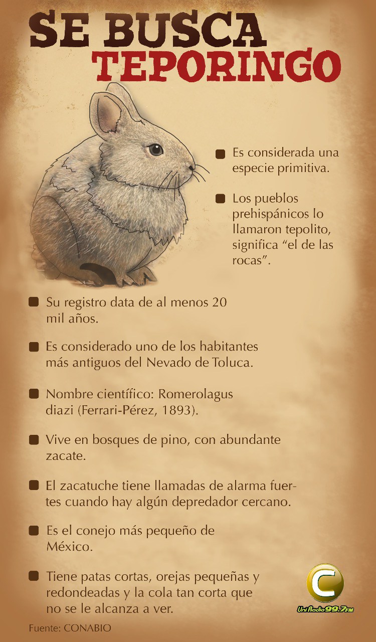 ¡Noooo! El conejo teporingo ya se extinguió en el Nevado de Toluca 