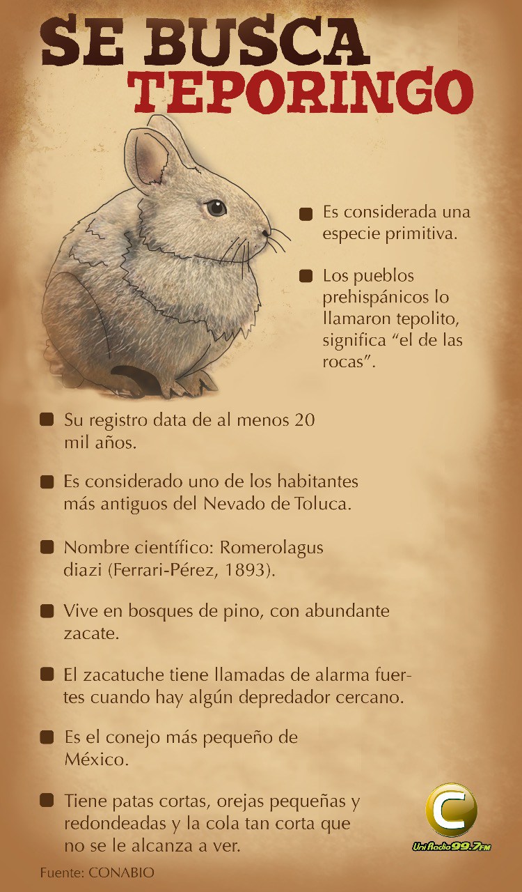 ¡Noooo! El conejo teporingo ya se extinguió en el Nevado de Toluca 