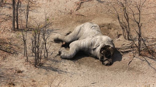 Matan a casi un centenar de elefantes en África
