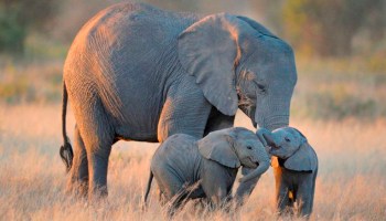 matn-elefantes-botsuana-africa-santuario