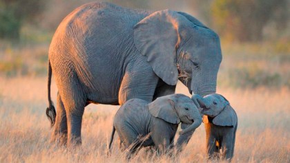 matn-elefantes-botsuana-africa-santuario