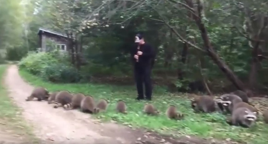 El flautista que llama a los mapaches en un bosque
