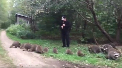 El flautista que llama a los mapaches en un bosque