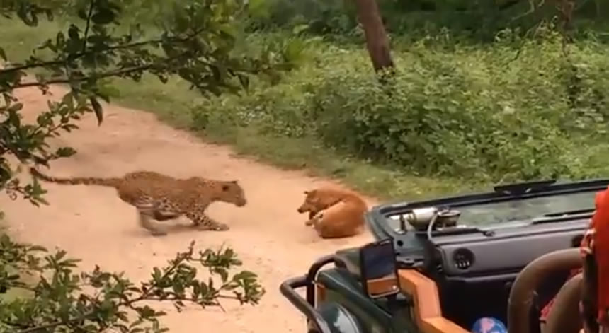 Perro vs leopardo ¿quién ganará? Este video te sorprenderá