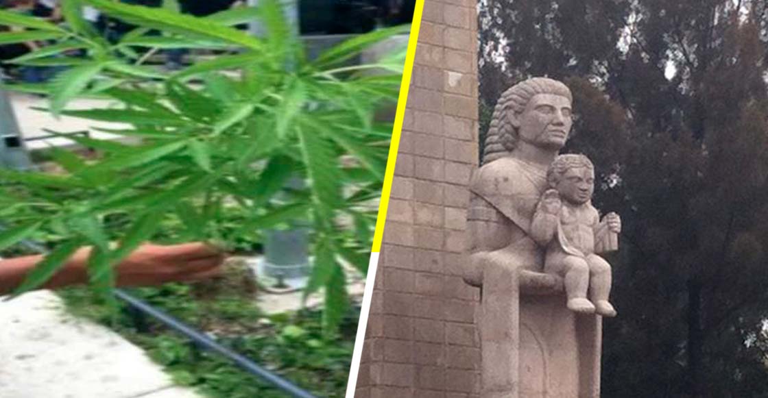Encuentran plantas de marihuana en el Monumento a la Madre
