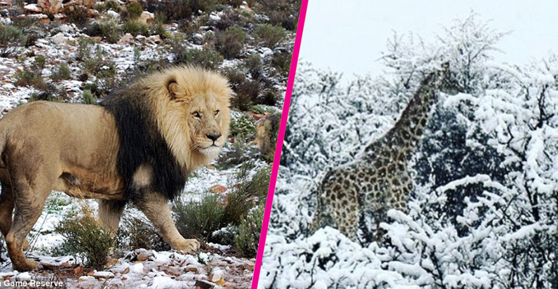 elefantes-jirafas-nieve-sudafrica-fotos