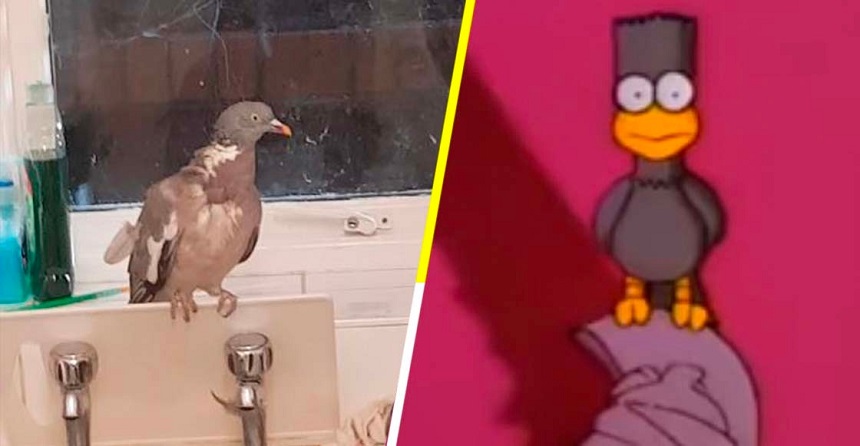 La paloma que imitó a Los Simpson en Halloween