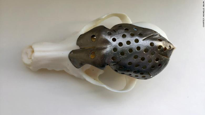 Lagrimita mil: Imprimen en 3D parte del cráneo de una perrita con cáncer