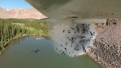 Lluvia de peces, así repueblan lo ríos de Utah