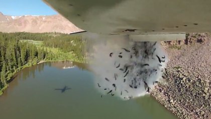 Lluvia de peces, así repueblan lo ríos de Utah