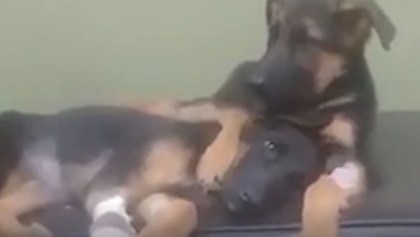 Dos perritos en un hospital veterinario