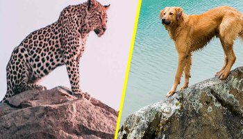 Perro vs leopardo ¿quién ganará? Este video te sorprenderá