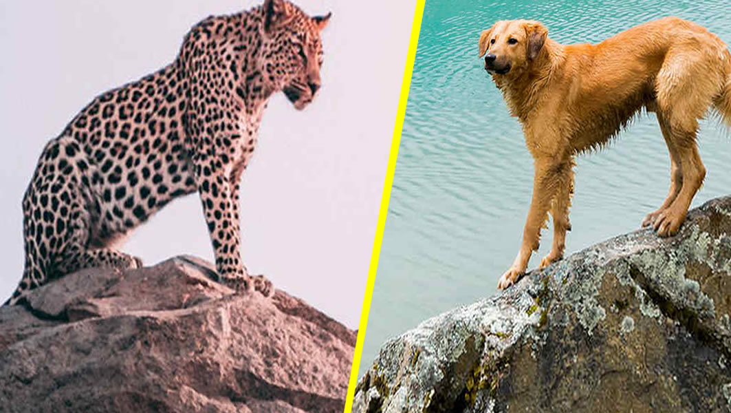 Perro vs leopardo ¿quién ganará? Este vídeo te sorprenderá