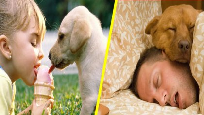 Los diez errores más comunes que cometes con tu perro sin darte cuenta
