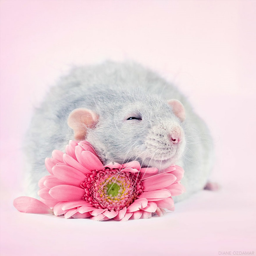 Ratas adorables – Sesión de fotos