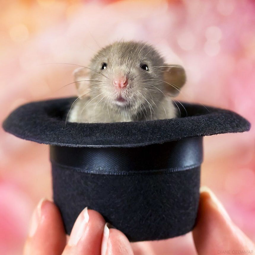 Ratas adorables – Sesión de fotos