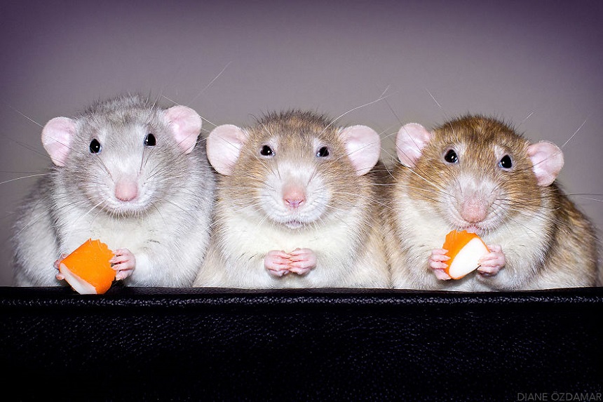 Ratas adorables – Sesión de fotos