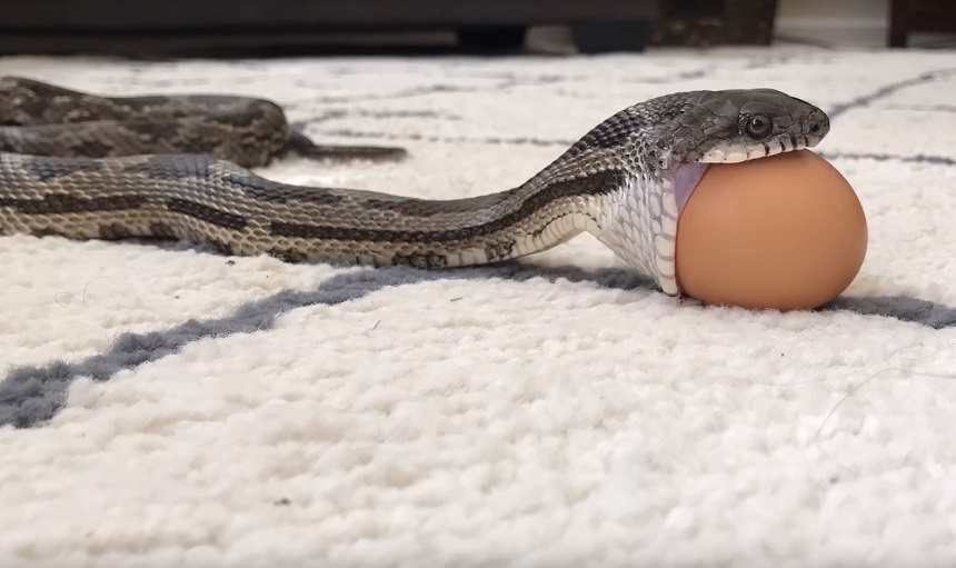 Una serpiente que se come un huevo