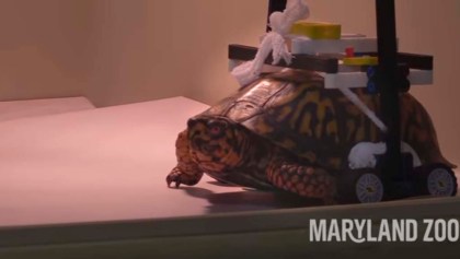 Crean silla de ruedas con LEGOS para una tortuga que no puede caminar