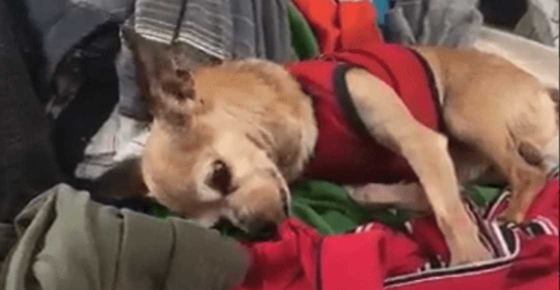 Justo en el cora: Un perrito llora sobre la ropa de su dueño muerto