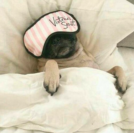 10 cosas por las que amamos a los pug