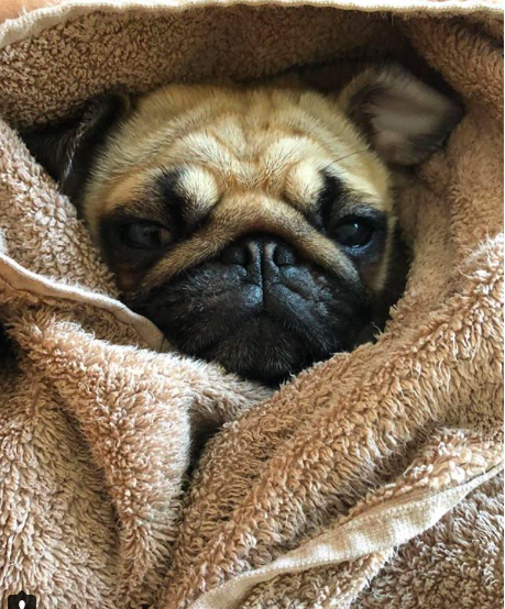 10 cosas por las que amamos a los pug