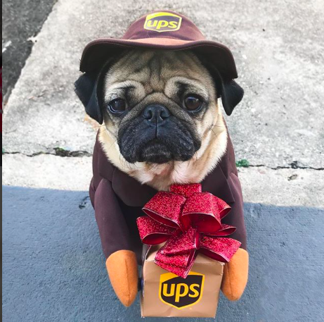 10 cosas por las que amamos a los pug