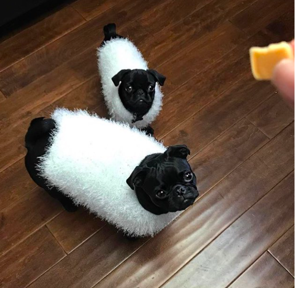 10 cosas por las que amamos a los pug