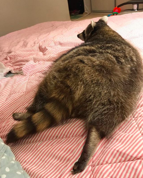 mapache-gordo-instagram-viral