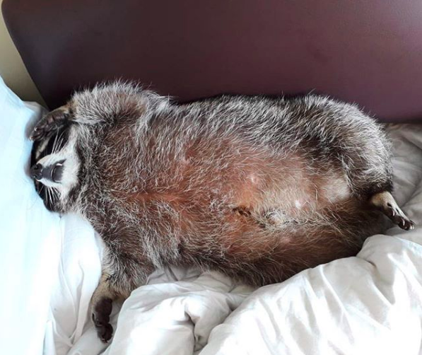 mapache-gordo-instagram-viral