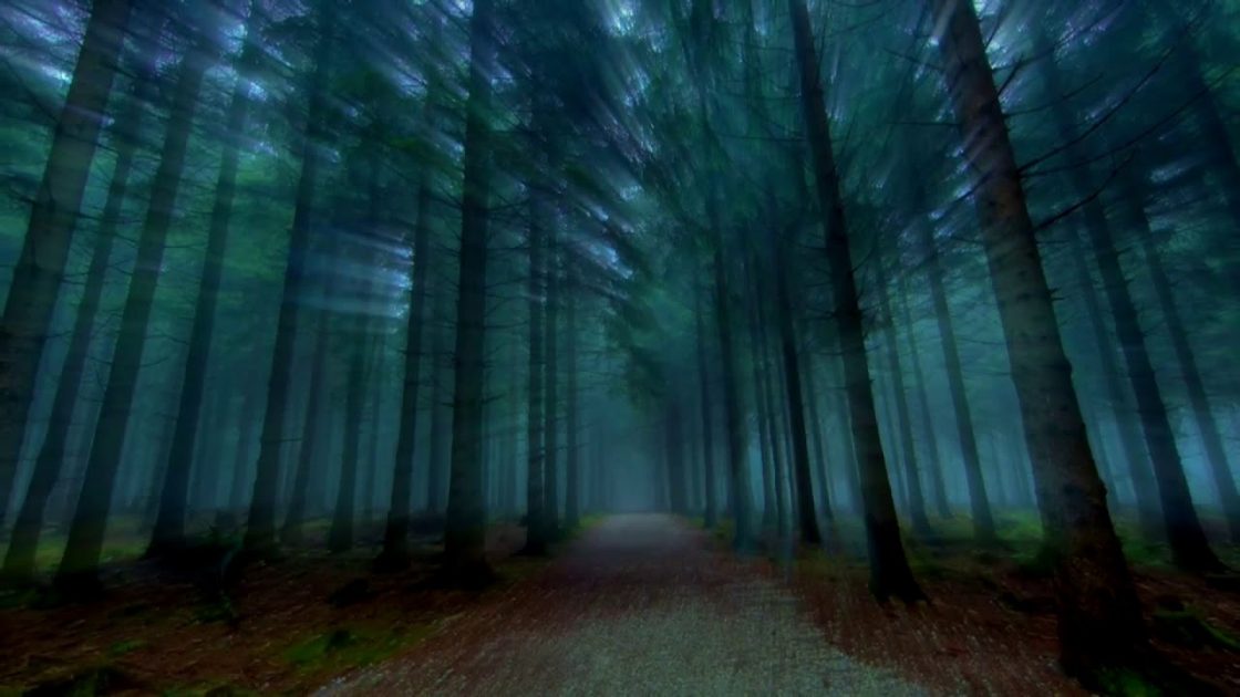 ¡Bosques que respiran! El viral que ha aterrorizado internet