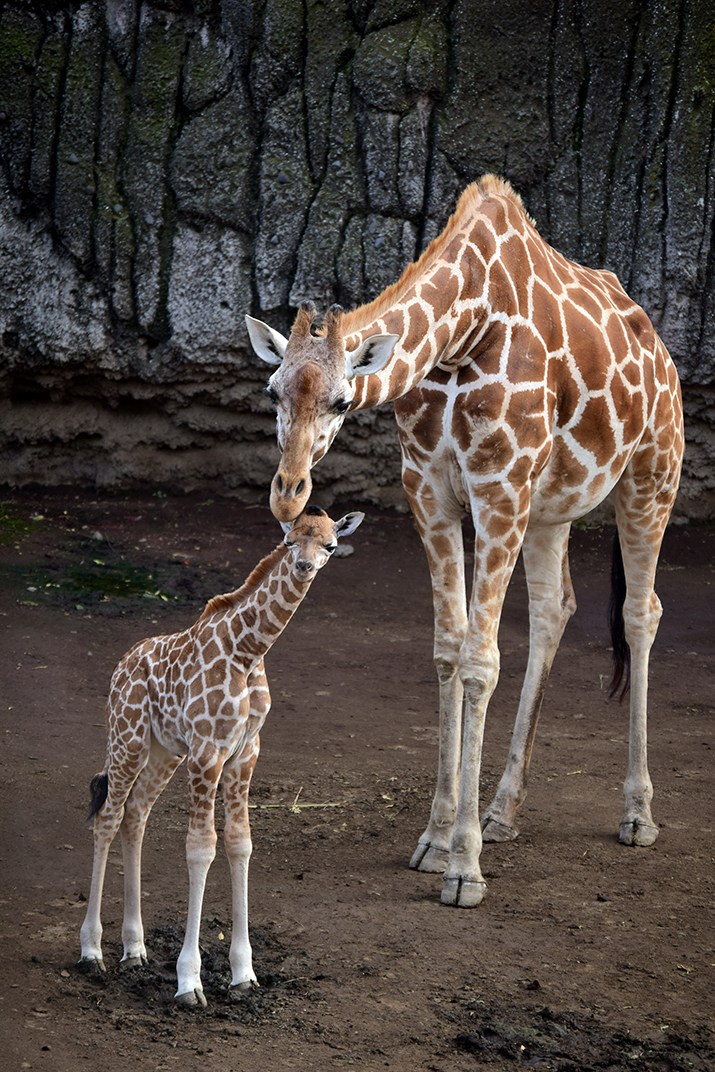 Alerta de ternura: Reportan nacimiento de jirafa en el Zoológico de Chapultepec