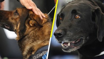 ¡Gracias por todo! 20 oficiales caninos se jubilaron de la Policía Federal