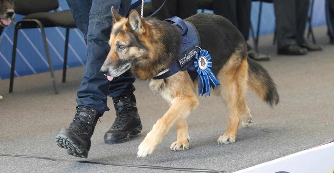 ¿Quieres adoptar un oficial canino jubilado de la Policía Federal? Acá te dejamos los requisitos