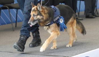 ¿Quieres adoptar un oficial canino jubilado de la Policía Federal? Acá te dejamos los requisitos