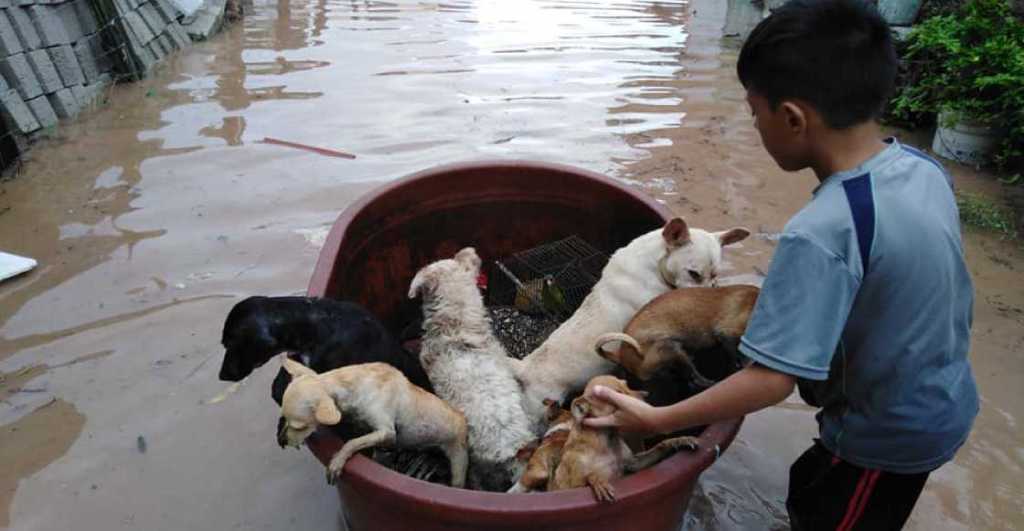 El niño que salvó a perritos y gallinas de la inundación en Nayarit